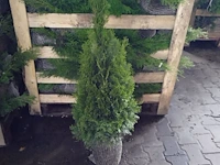 (100x) coniferen thuja smaragd 80-100