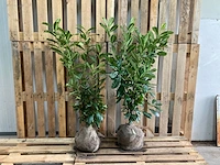 (100x) laurier prunus laurocerasus 'novita'...