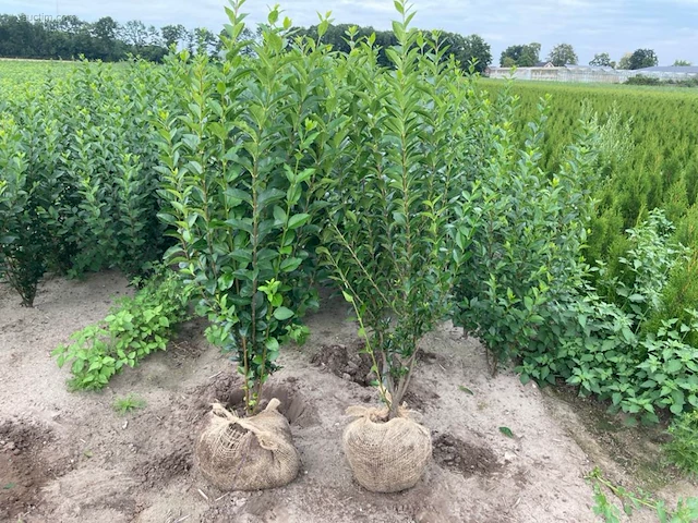 (100x) ligustrum 80-100 - afbeelding 1 van  1
