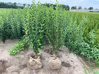 (100x) ligustrum 80-100