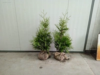 (150x) coniferen thuja brabant 50-70