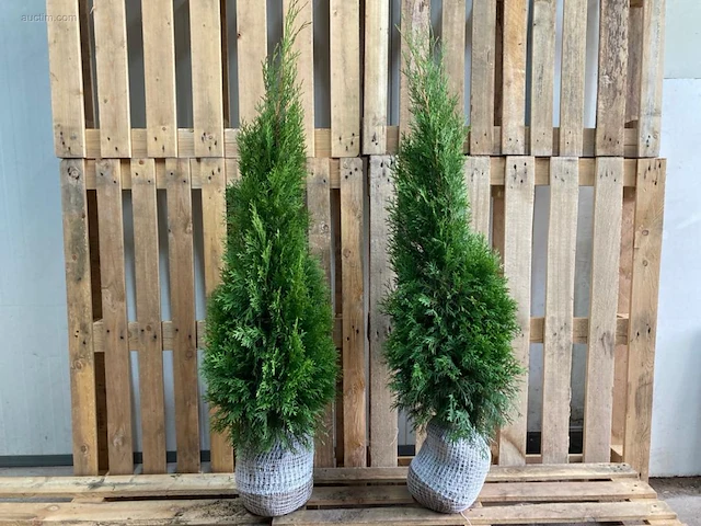 (150x) coniferen thuja smaragd 40-60 - afbeelding 1 van  1