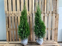 (150x) coniferen thuja smaragd 40-60