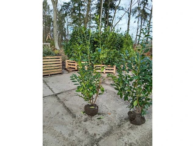 (25x) laurier prunus laurocerasus 'novita'... - afbeelding 1 van  1