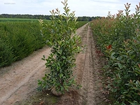 (25x) photinia red robin 160-180