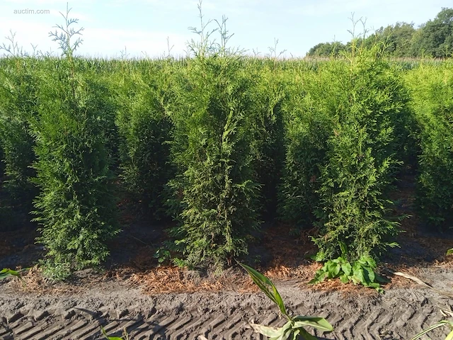 (30x) conifers thuja brabant 160-180 - afbeelding 1 van  1