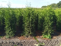 (30x) conifers thuja brabant 160-180