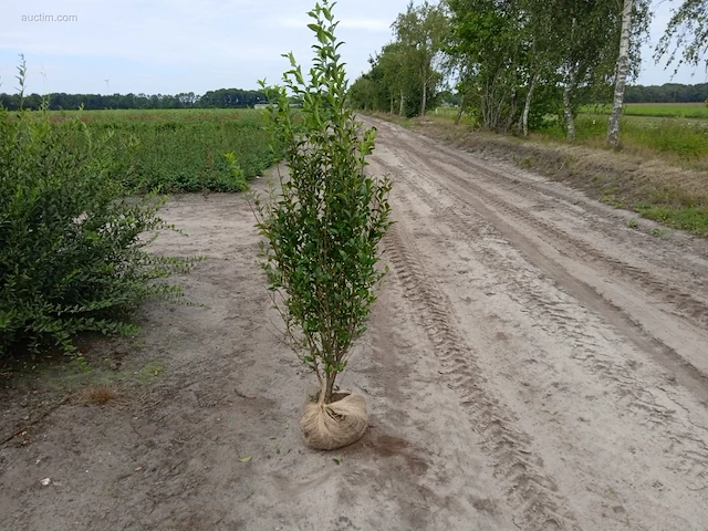 (30x) ligustrum 160-180 - afbeelding 1 van  1