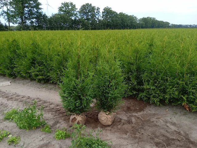 (40x) coniferen thuja brabant 120-140 - afbeelding 1 van  1