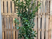 (40x) laurier prunus laurocerasus 'novita'...