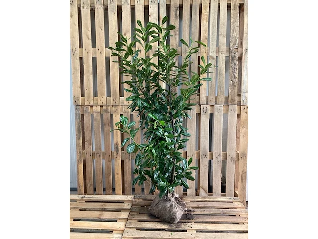 (40x) laurier prunus laurocerasus 'novita'... - afbeelding 1 van  1