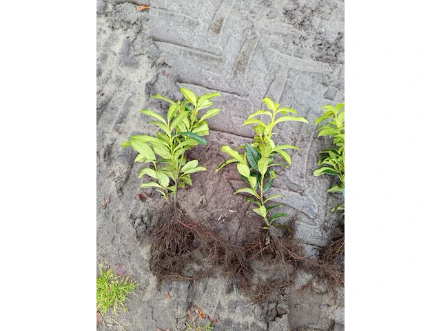 (500x) laurier prunus laurocerasus 'caucasica'... - afbeelding 1 van  1