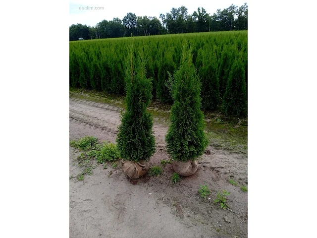 (50x) coniferen thuja smaragd 120-140 - afbeelding 1 van  1