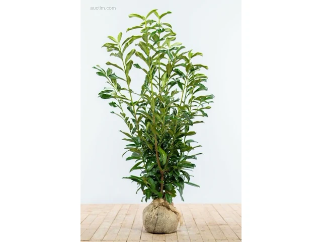 (80x) laurier prunus laurocerasus 'caucasica'... - afbeelding 1 van  1