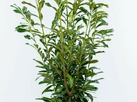 (80x) laurier prunus laurocerasus 'caucasica'...