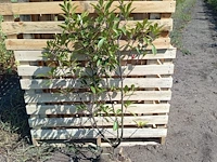 (80x) photinia red robin 80-100